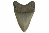 Fossil Megalodon Tooth - Georgia #332834-1
